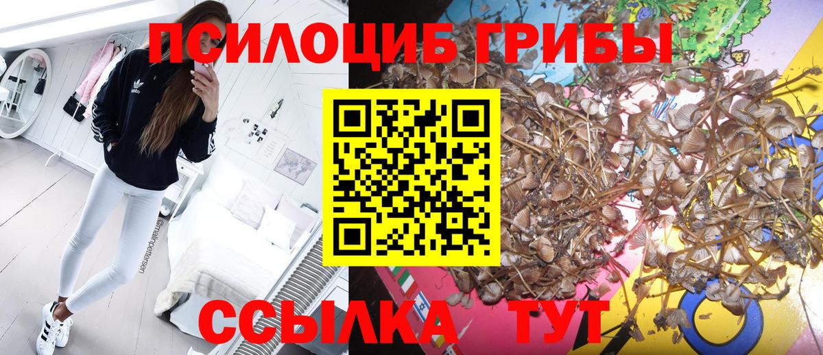 Галлюциногенные грибы Psilocybe  дарнет шоп  Элиста  Вход с VPN 